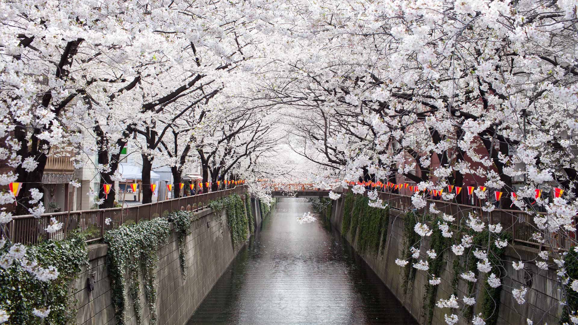 The Six Most Stunning Tree Tunnels On Earth