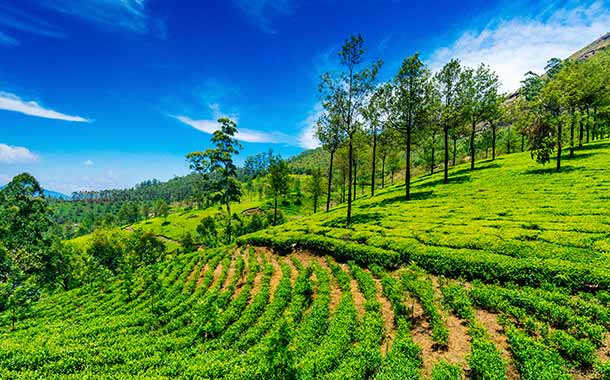 610X380-Munnar