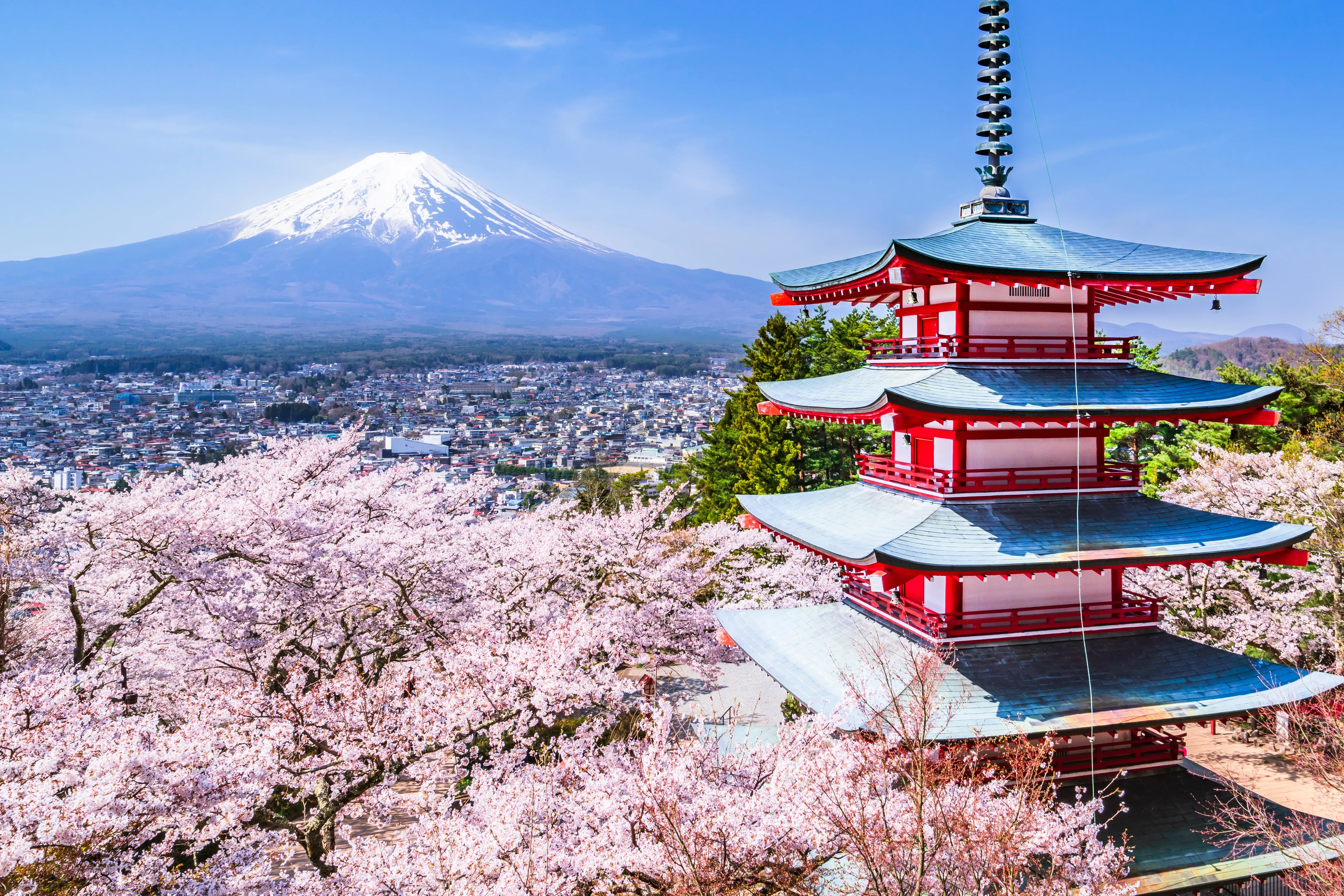 Cherry Blossoms in Japan