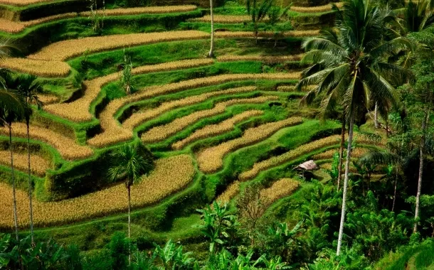 Arrival In Bali | Transfer To Hotel
