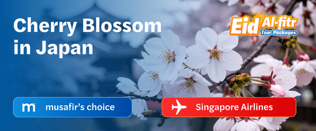 Cherry Blossoms in Japan [Group 1]