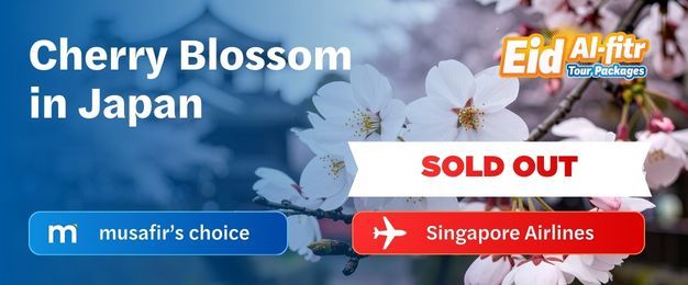 Cherry Blossoms in Japan 