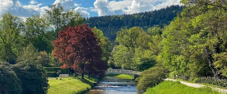  Black Forest