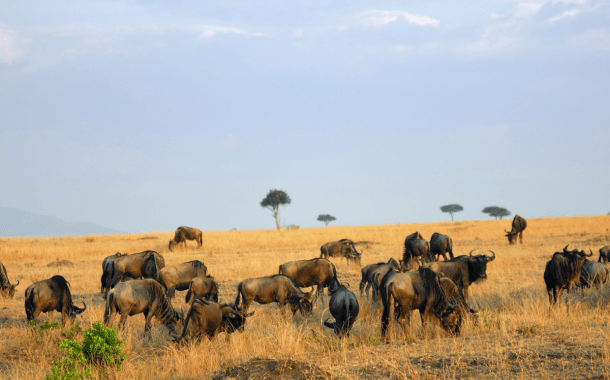 MASAI MARA