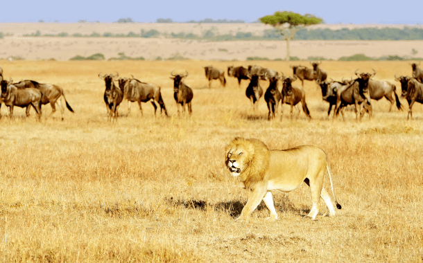 MASAI MARA
