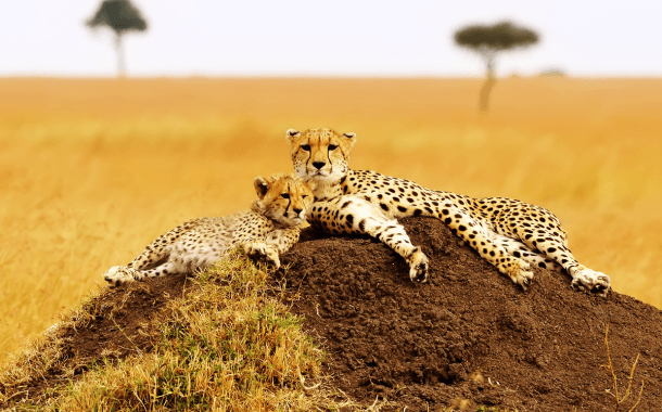 MASAI MARA