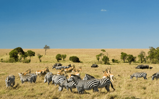 MASAI MARA