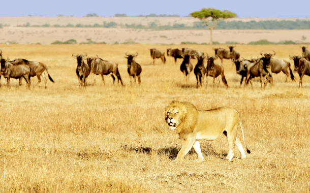 MASAI MARA