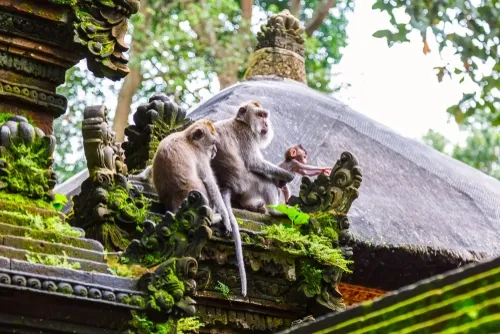 Bali