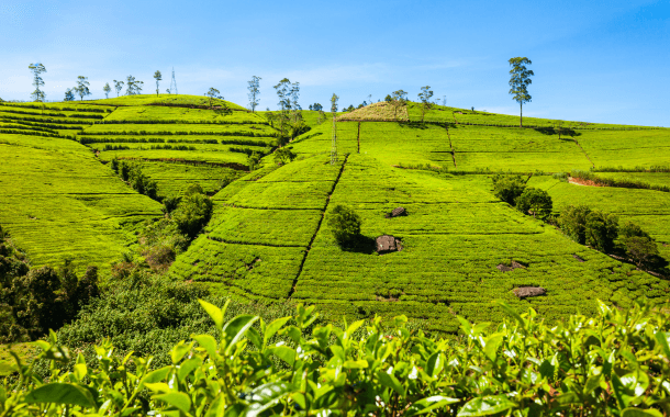 Nuwara Eliya