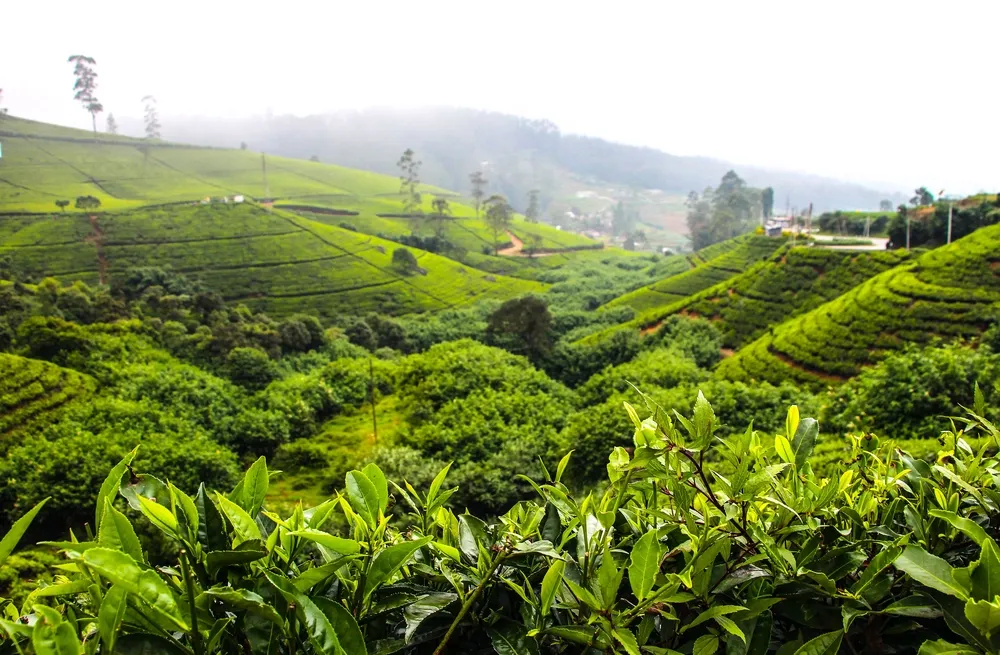 Ramboda Waterfalls | Tea Plantation | Nuwara Eliya