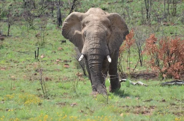 South Africa