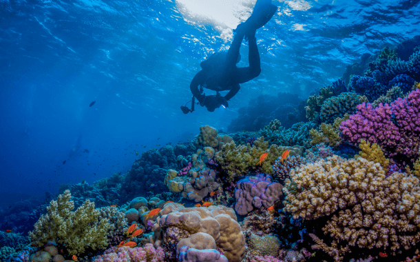 RED SEA