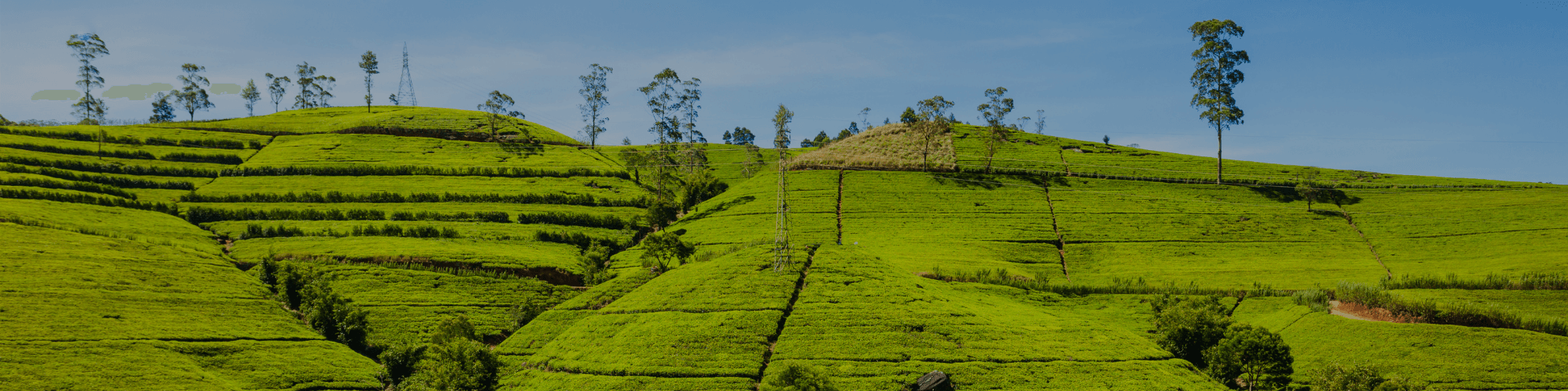 Sri Lanka Eid Al Adha Tour Package