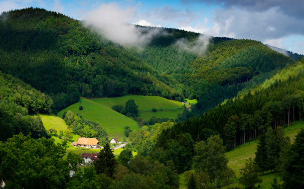 BLACK FOREST