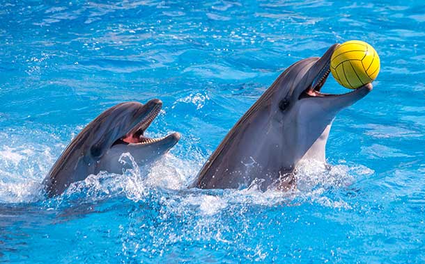dolphinarium
