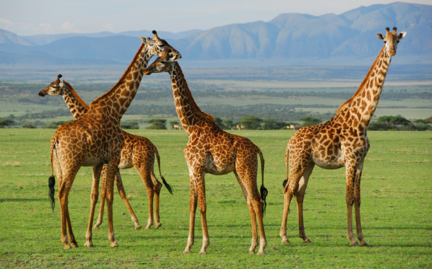 Giraffe Centre Kenya 