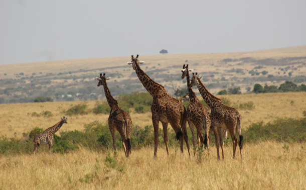 NAIROBI