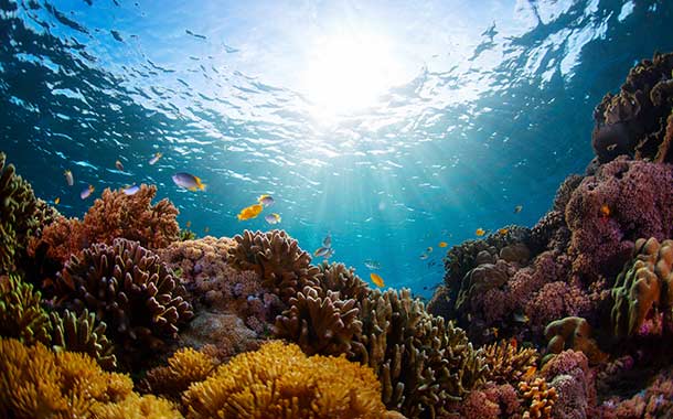 Glass Bottom Boat Tour