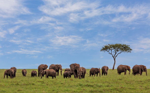 Kenya 
