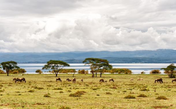 LAKE NAIVASHA  