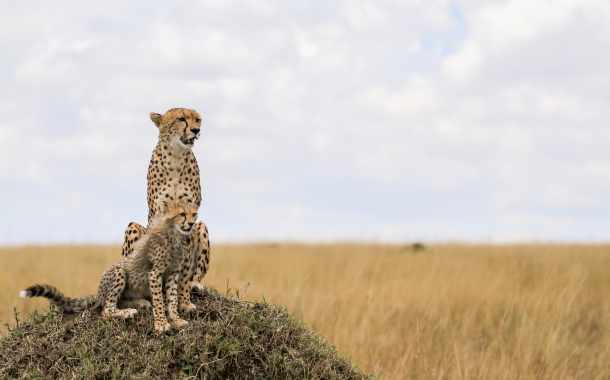 Maasai Mara 