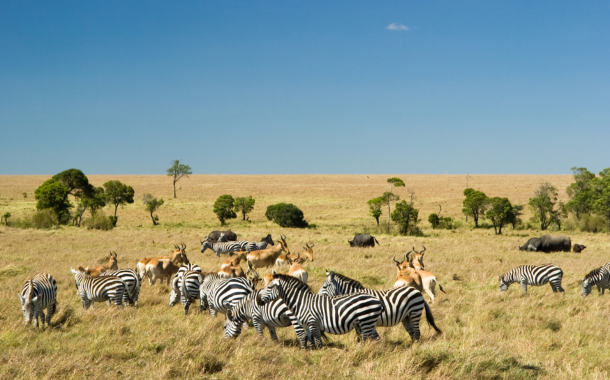 Masai Mara 