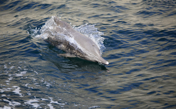 Musafir-Musandam-Swim