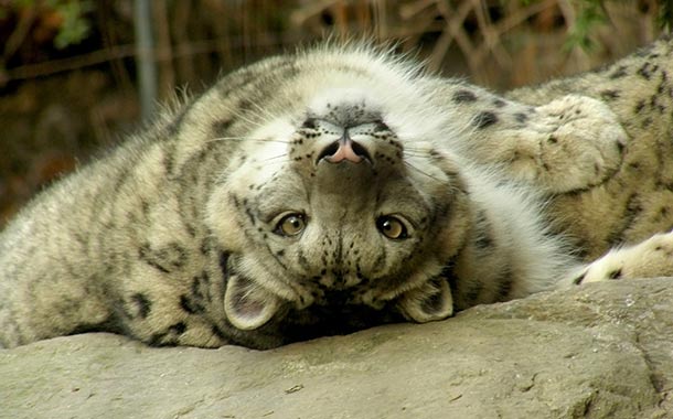 Snow Leopard