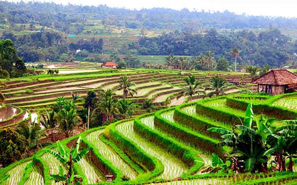 Ubud